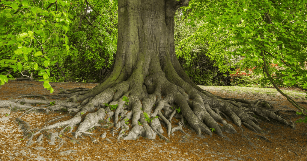 Roots Landscaping