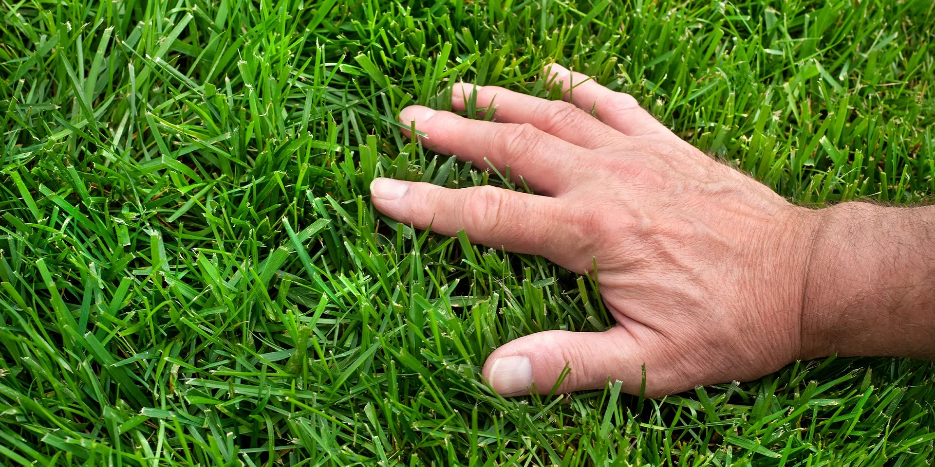 Natural Lawn Care Natural Lawn Care