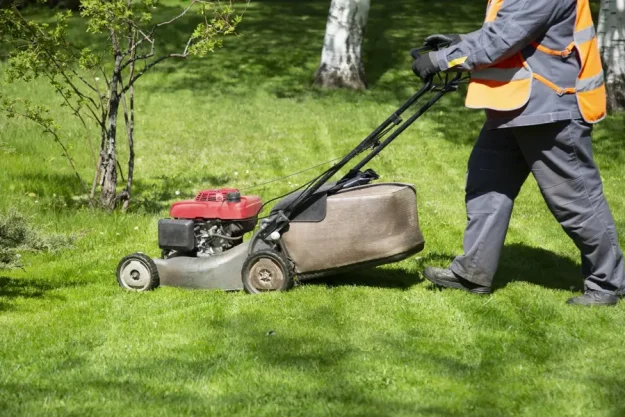 effective lawn care tips