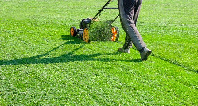 Lawn Maintenance
