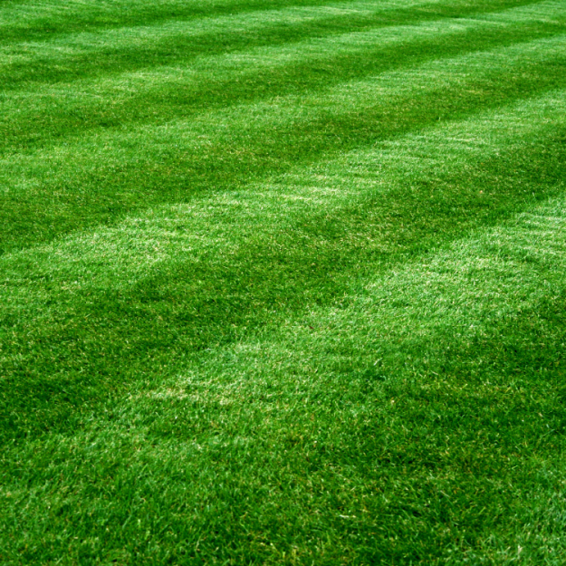 Pristine Landscaping Lighting