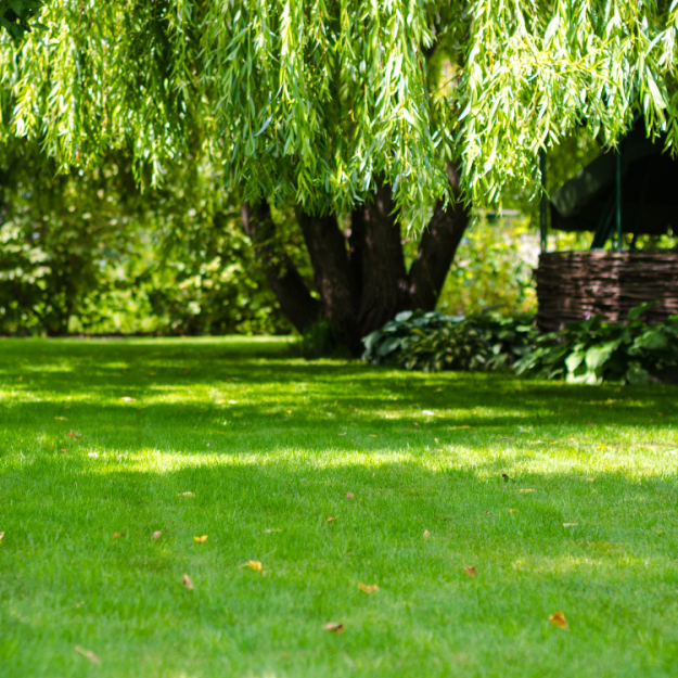 pristine landscaping and lighting