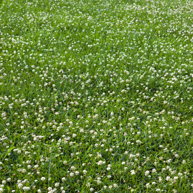 pristine landscaping and lighting