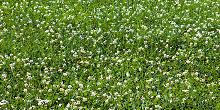 pristine landscaping and lighting pristine landscaping and lighting