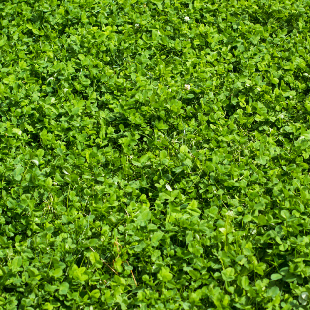 pristine landscaping and lighting pristine landscaping and lighting