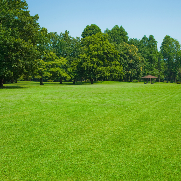 pristine landscaping and lighting