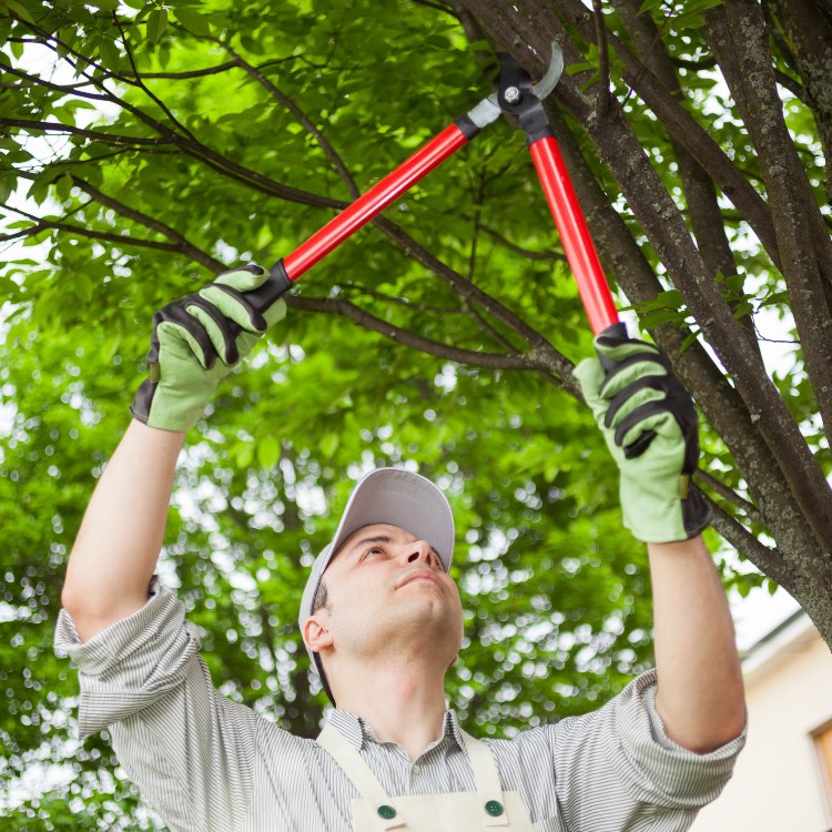 Professional Lawn Care and Landscaping in McKinney TX