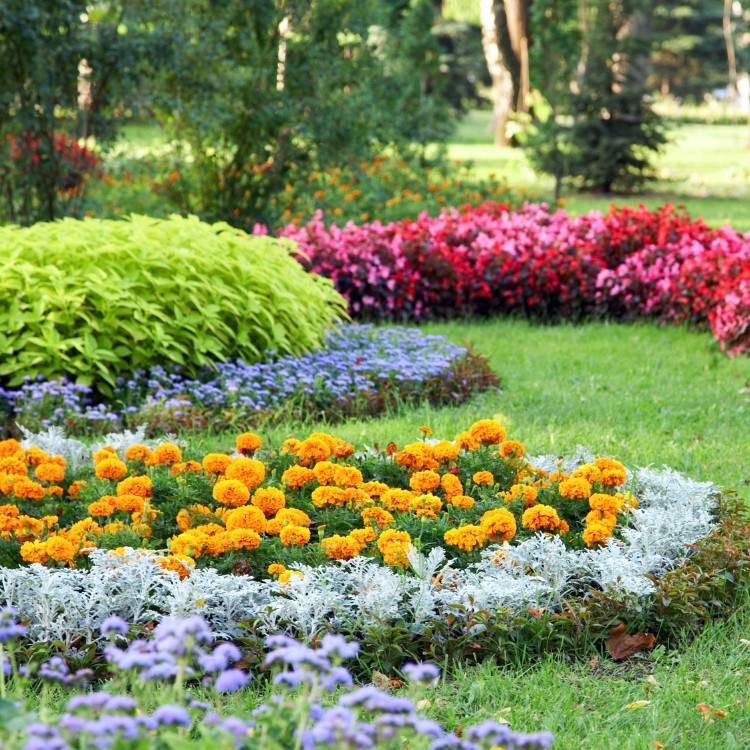 Professional Lawn Care and Landscaping in McKinney TX